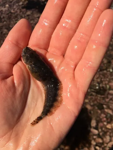 Atlantic Snailfish