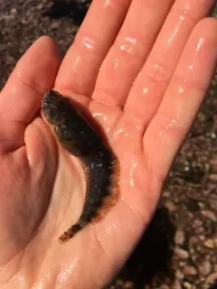 Atlantic Snailfish thumbnail 1