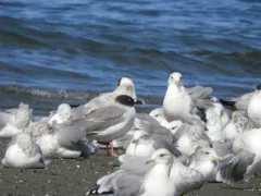 Swallow-tailed Gull thumbnail 3