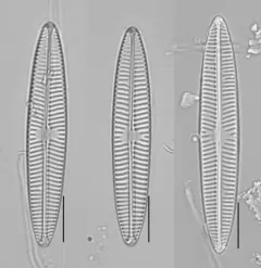 Navicula tripunctata thumbnail 3