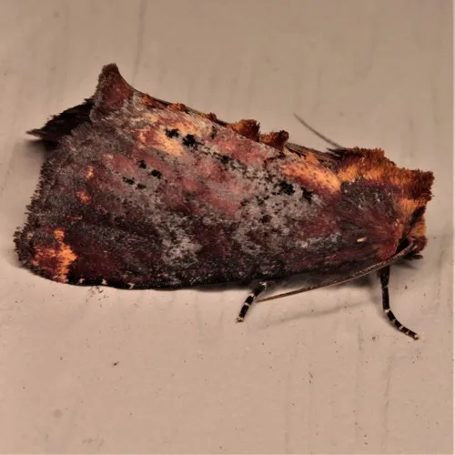 Elder Shoot Borer Moth