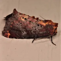 Elder Shoot Borer Moth thumbnail 1
