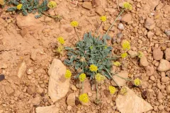 Williams' Springparsley thumbnail 1