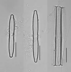 Fragilaria mesolepta thumbnail 4