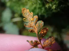 Hyalopsora polypodii thumbnail 2