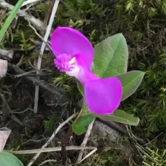 fringed polygala thumbnail 2