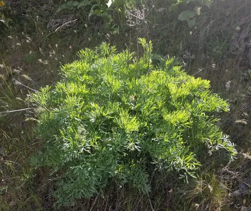 Suksdorf's Desert-Parsley