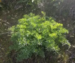 Suksdorf's Desert-Parsley thumbnail 1