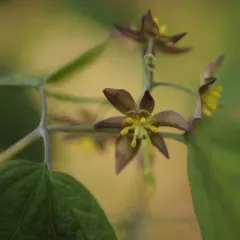 early blue cohosh thumbnail 3