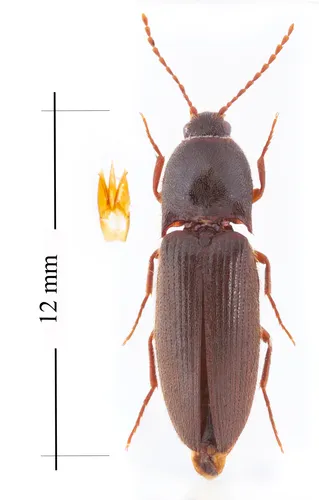 Ampedus melsheimeri