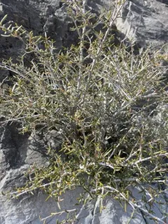 Littleleaf Mountain Mahogany thumbnail 2