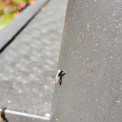 Callopistromyia strigula