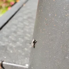 Callopistromyia strigula thumbnail 1