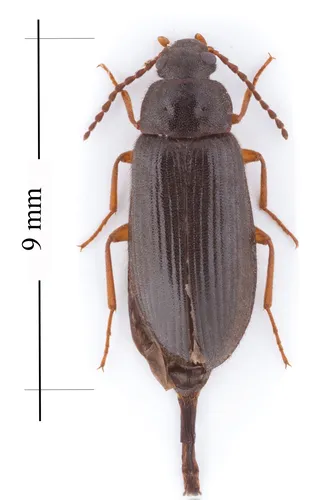 Mycetochara analis