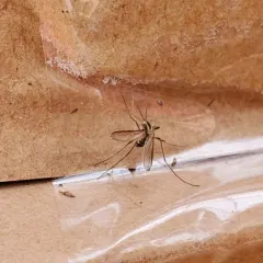 Plains Floodwater Mosquito thumbnail 4
