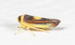 Colladonus furculatus thumbnail 1