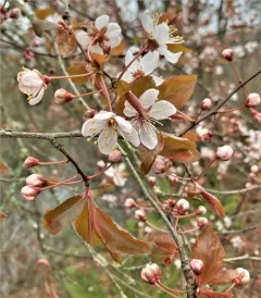 Cherry-plum thumbnail 4
