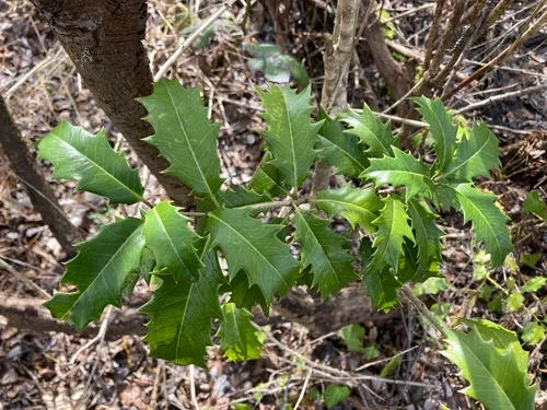 Osmanthus armatus