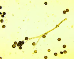 Didymium difforme thumbnail 3