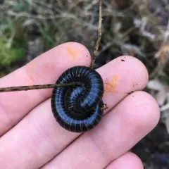 Black Round Millipede thumbnail 4