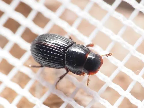 Dialytellus tragicus