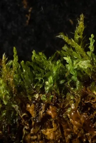 Cyrtomnium hymenophyllum
