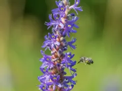 Pickerelweed Longhorn Bee thumbnail 4