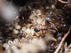 Punctured Ant thumbnail 3