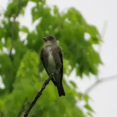 Olive-sided Flycatcher thumbnail 3