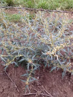 spiny cocklebur thumbnail 4