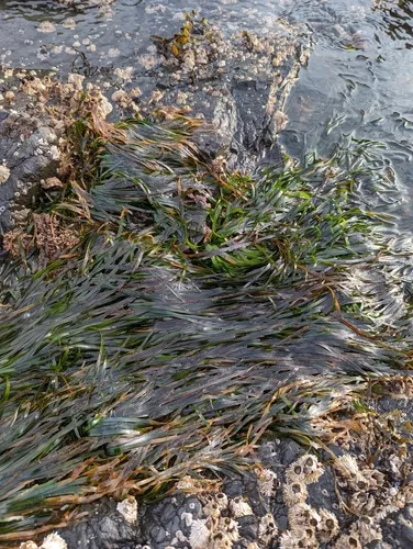 Scouler's Surfgrass