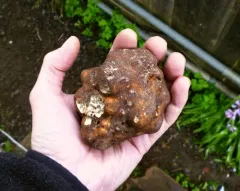Kalapuya brunnea thumbnail 2