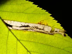 ironwood leafminer thumbnail 3