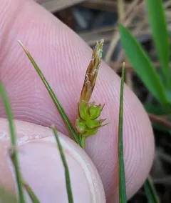 shaved sedge thumbnail 2