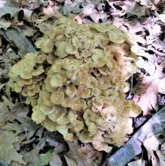 umbrella polypore thumbnail 4