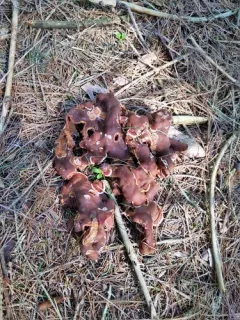 Doughnut Fungus thumbnail 1