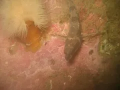 Alligatorfish thumbnail 2