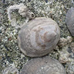 Mask Limpet thumbnail 2