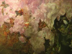 Polar Lebbeid Shrimp thumbnail 1