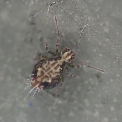 Ptenothrix beta