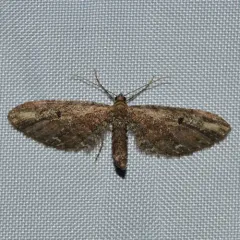 Eupithecia subapicata thumbnail 1