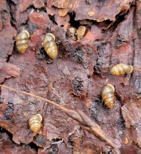 Common Chrysalis-Snail