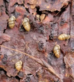 Common Chrysalis-Snail thumbnail 1