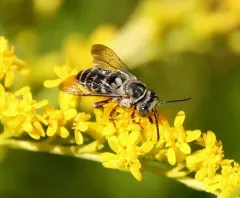 Elise's Longhorn-Cuckoo thumbnail 1