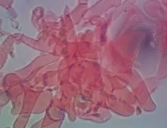 Gymnopus earleae thumbnail 3