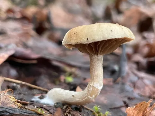 Meottomyces dissimulans