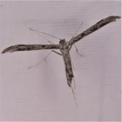 Black-marked Plume Moth thumbnail 2