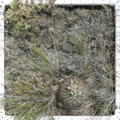 Columbia Plateau Cactus thumbnail 4