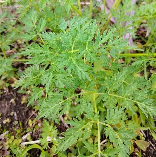 Milk Parsley