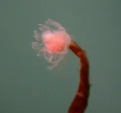 Pink-mouth Hydroid thumbnail 1